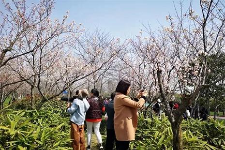 2019金匮公园樱花开了吗 攻略+交通指南