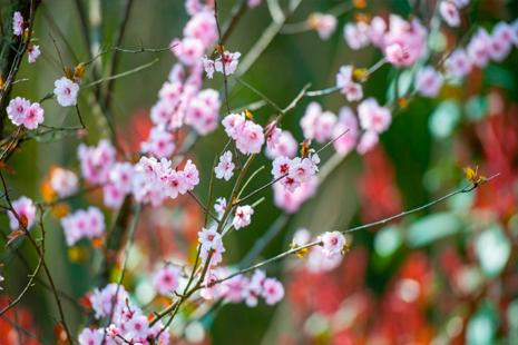 南京樱花几月份开 2019南京樱花节举办地址+票价