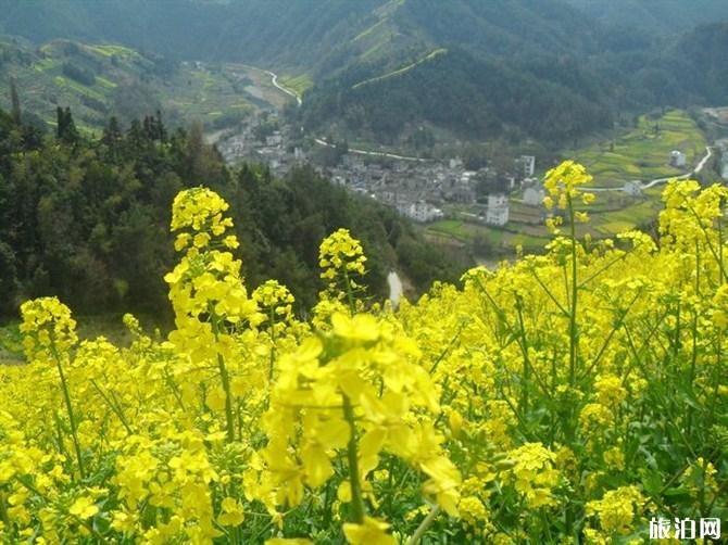 黄山赏花去哪