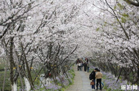 南昌凤凰沟樱花开时间 2019南昌凤凰沟樱花节地址+时间