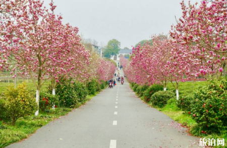 南昌凤凰沟樱花开时间 2019南昌凤凰沟樱花节地址+时间