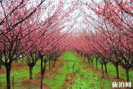 南昌凤凰沟樱花开时间 2019南昌凤凰沟樱花节地址+时间