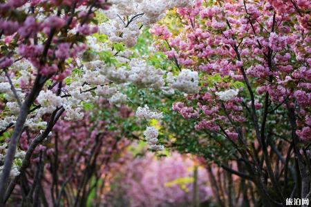 南京樱花几月份开 2019南京樱花节举办地址+票价
