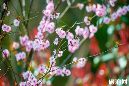 南京樱花几月份开 2019南京樱花节举办地址+票价