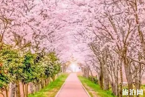 2019年桂林樱花节活动攻略