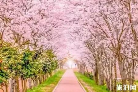 2019年桂林樱花节活动攻略