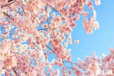 2019年桂林樱花节活动攻略