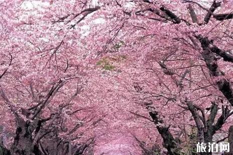 2019梅肯樱花节活动攻略