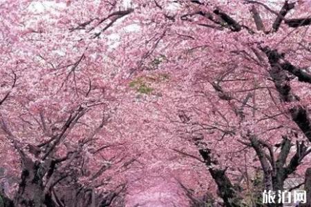 2019梅肯樱花节活动攻略