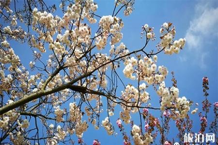 2019青白江凤凰湖樱花节周边住宿