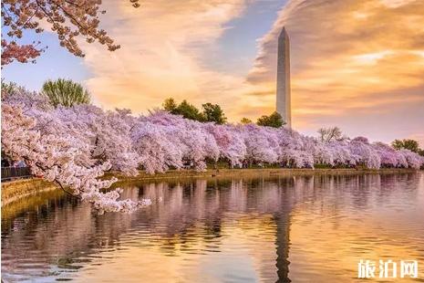 2019美国樱花季节旅游攻略