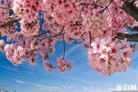 2019美国樱花季节旅游攻略