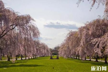 2019美国樱花季节旅游攻略