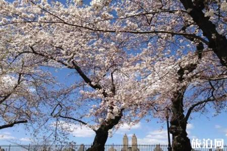 2019美国樱花季节旅游攻略