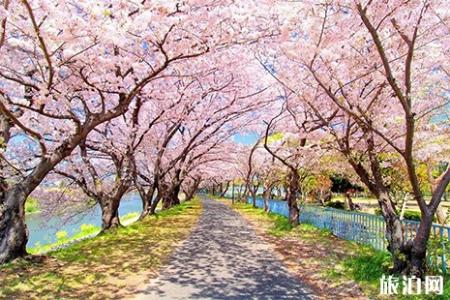 2019浙江长兴七彩生态园樱花节3月23日开启