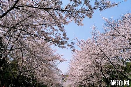 2019南林大樱花节3月18日至3月31日