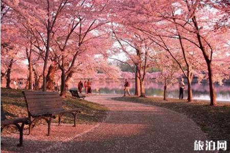 2019华盛顿樱花节攻略
