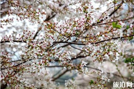 2019朝天吼动漫樱花节活动攻略