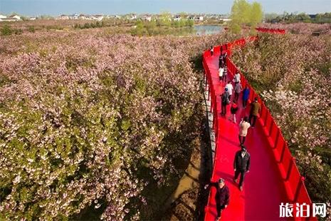 2022扬州甘泉樱花节时间及赏樱攻略