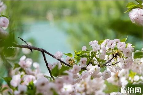 2019孟津黄河小浪底樱花节 门票+赏花攻略