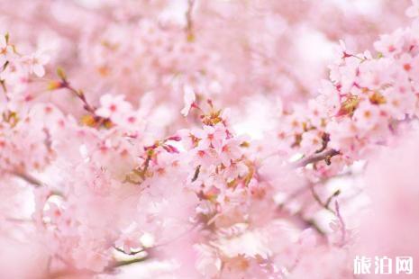 武汉大学樱花预约2019链接+赏樱路线 武汉哪里有樱花