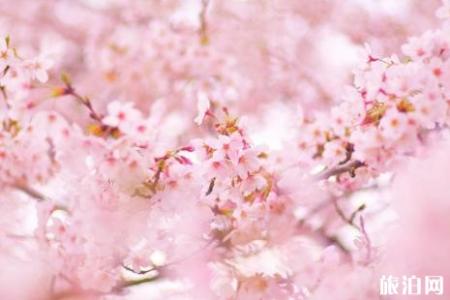 武汉大学樱花预约2019链接+赏樱路线 武汉哪里有樱花