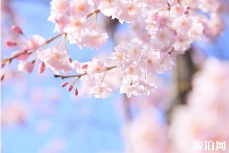 温州樱花哪里比较好