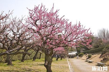 温州樱花哪里比较好?下面这些地方都值得去玩玩