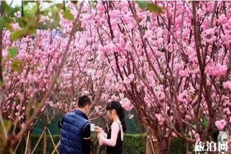 2019东莞粤晖园樱花节 门票+附活动时间安排