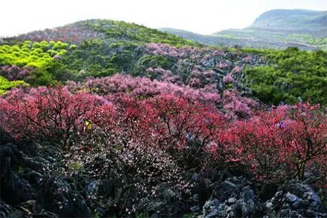 恭城桃花節 附賞桃攻略