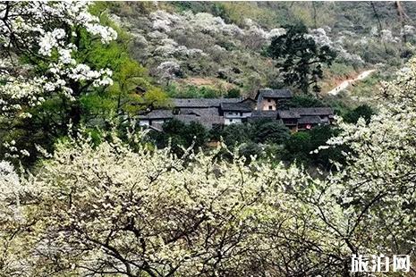 贵州沿河第十届李花节3月23日开启