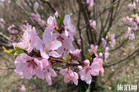 2019淅川賞花節3月23日開啟 地點+活動時間安排