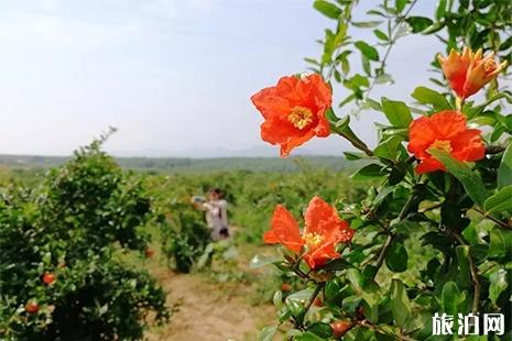 2019淅川赏花节3月23日开启 地点+活动时间安排