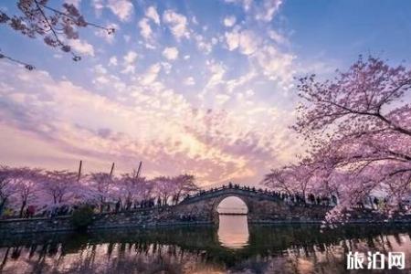 鼋头渚樱花什么时候谢 2019无锡鼋头渚夜樱票价+最佳观赏地+停车攻略