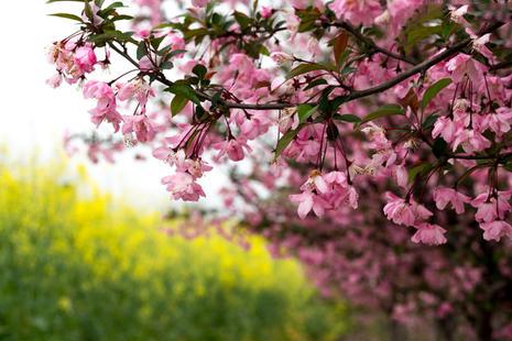济南五龙潭樱花节2019时间+票价+交通指南