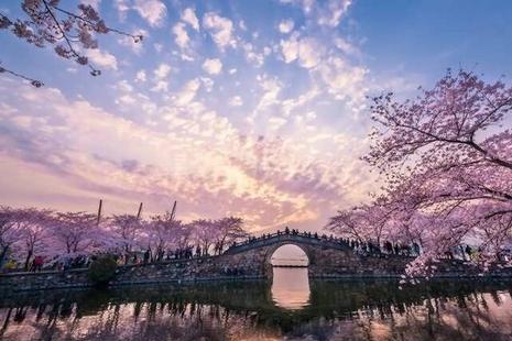 鼋头渚樱花什么时候谢 2019无锡鼋头渚夜樱票价+最佳观赏地+停车攻略
