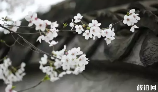 2019上海金山百花节时间+地址+交通