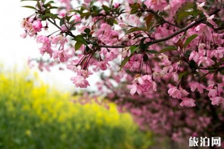 济南五龙潭樱花节2019时间+票价+交通指南