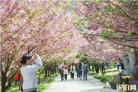 2019九峰山樱花什么时候开 九峰山樱花节3月23日开启