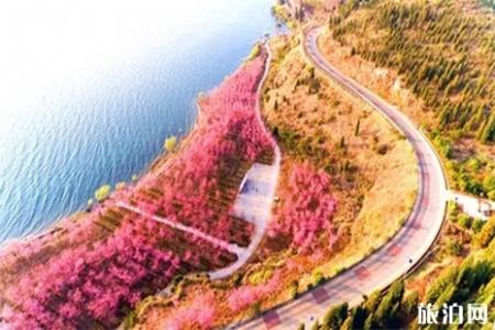 2019抚仙湖樱花节门票 抚仙湖游玩攻略