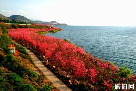 2019抚仙湖樱花节门票 抚仙湖游玩攻略