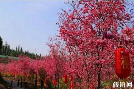 2019抚仙湖樱花节门票 抚仙湖游玩攻略