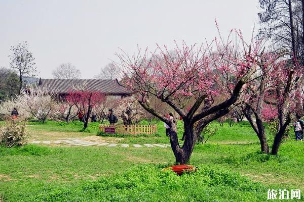 武汉小众赏花的地方景点