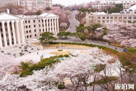 2022韩国樱花季自由行攻略