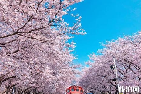 2022韩国樱花季自由行攻略