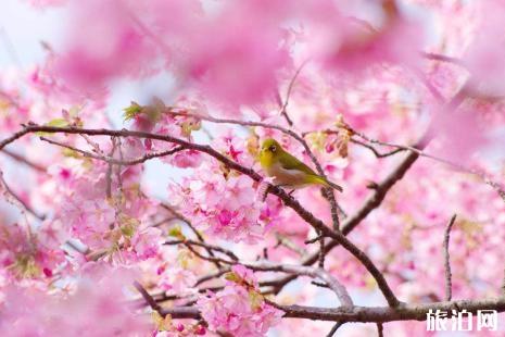 2019玉渊潭樱花观赏路线+花期+最佳地点