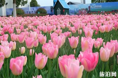 2019大浦郁金香花卉节门票多少钱