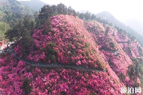 2019黄陂杜鹃花什么时候开 黄陂杜鹃花节3月22日开启