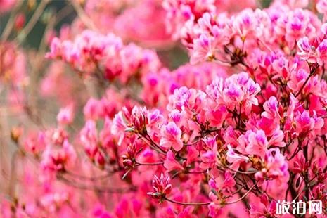 2019黄陂杜鹃花什么时候开 黄陂杜鹃花节3月22日开启