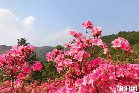 2019黄陂杜鹃花什么时候开 黄陂杜鹃花节3月22日开启